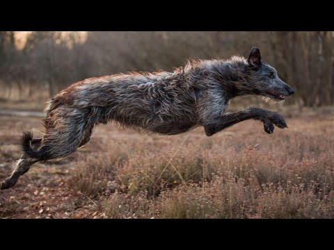 Ирландский волкодав - истребитель волков и одна из крупнейших пород