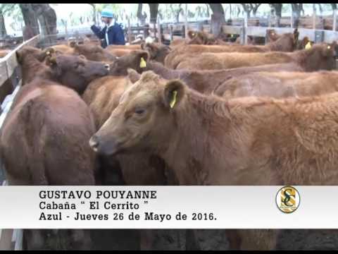 26-05-16 Nota Gustavo Pouyanne - Wallace Hnos S.A. - Azul.