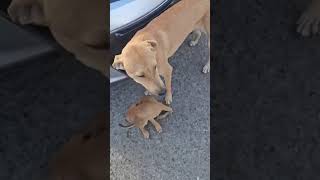 Video preview image #1 Mutt Puppy For Sale in Virginia Beach, VA, USA