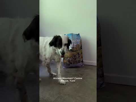 Ancient Mountain® Canine Recipe Fan | Taste of the Wild®