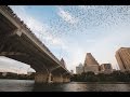 Austin's Nocturnal Neighbors: The Bats of Congress Ave Bridge