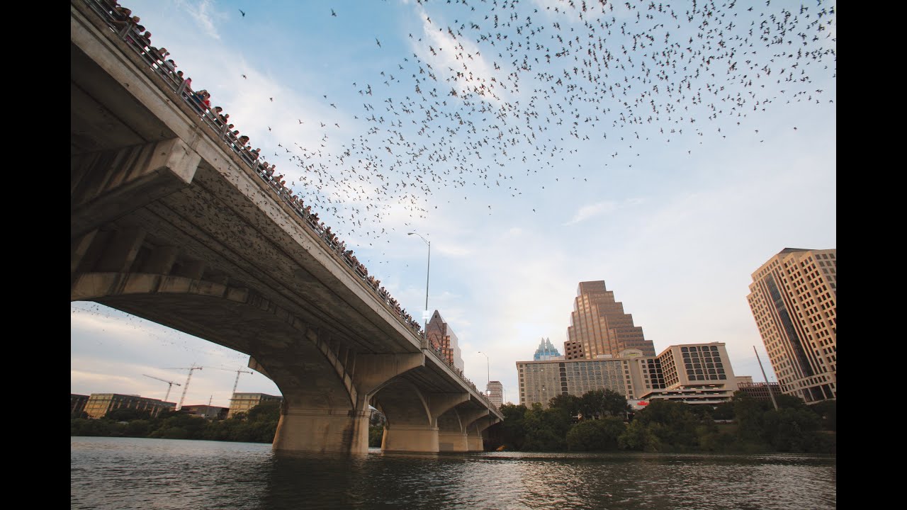 The Congress Bridge Bats