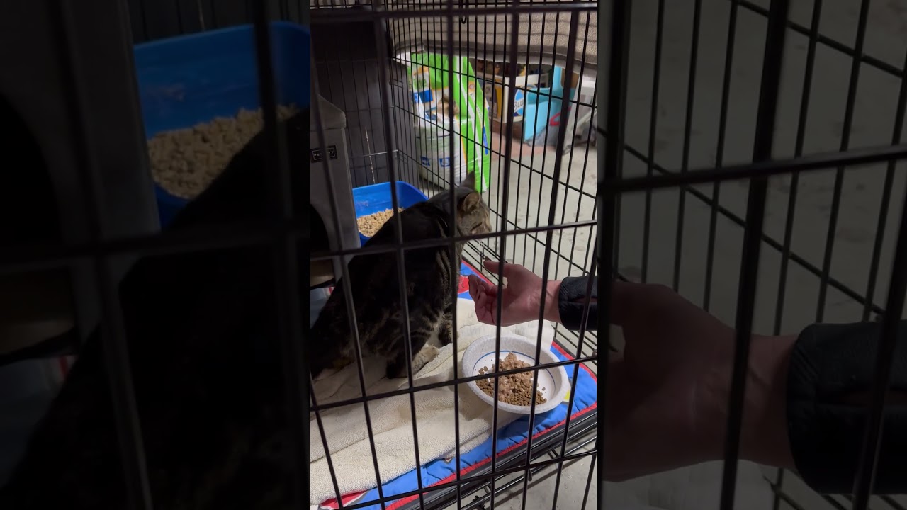 Enlarge Ziggy, a ADOPTABLE American Shorthair in North Hollywood, CA video 4/4