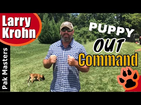YouTube video about: How to teach your dog to drive?