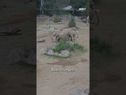 KALIFORNIEN: Erdbeben! Faszinierend! So schützen Elefanten im Zoo ihre Jungtiere! #shorts #welt