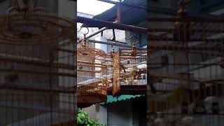 VIDEO0492