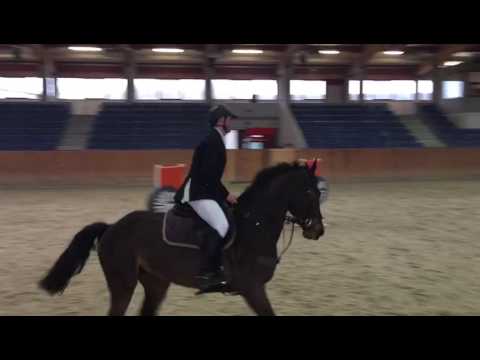 FOR SALE! First 110cm course of 6 y o mare by Canoso x Cornet Obolensky x Wanderbursch