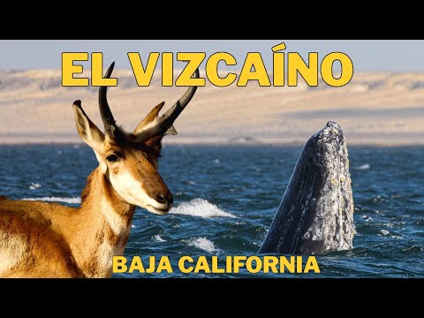 El Vizcaíno: The Natural Sanctuary of Mexico That Few Know About