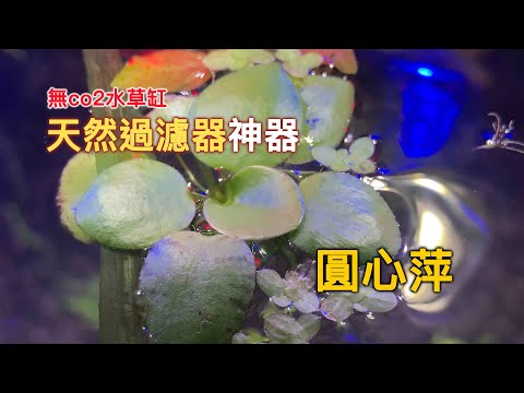 水藴草淨化水質