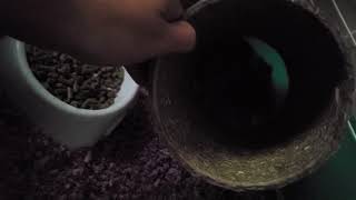 Crested Guinea Pig Rodents Videos