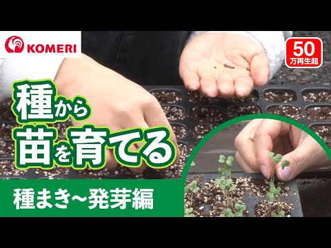 園芸 タチアオイの種まき