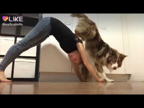 Gimnasia rítmicas de los Perro con  sus dueños