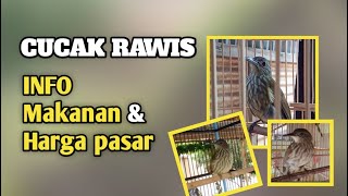 Download lagu Getting to Know the Cucak Rawis Bird, or Bayeman Bird, Better mp3