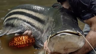 Breaking The Tapah Curse - River Monsters