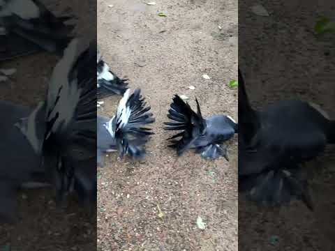 , title : 'Black fancy pigeon,काला फैंसी कबूतर,kala fancy kabutar#pigeon #viral #shorts #birds #kabootar #like'
