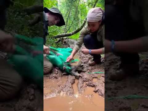 Baby Sloth Freed — Jungle Trail Erupts