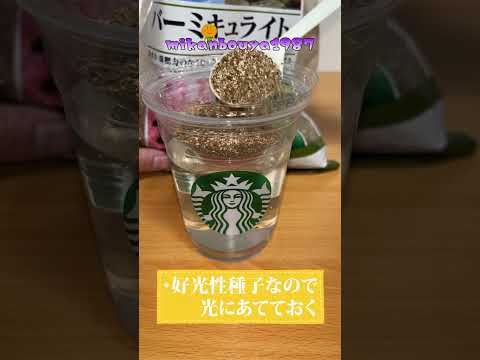 みじん切りレタス 植物