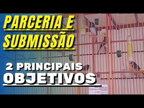 [PARTNERSHIP and SUBMISSION] 2 main OBJECTIVES, coleiro and papacapim.