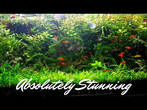 I Think this is the Best Planted Aquarium..!