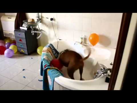 Dog vs. Balloons - Funny and Cute!