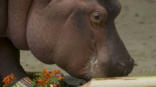 Celebrate World Hippo Day | San Diego Zoo
