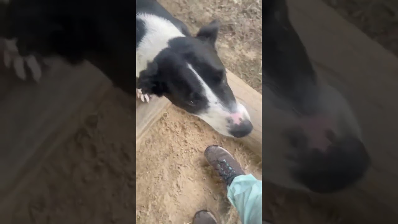 Enlarge Carmen, a Adoptable mixed breed in Dearborn, MI video 2/2