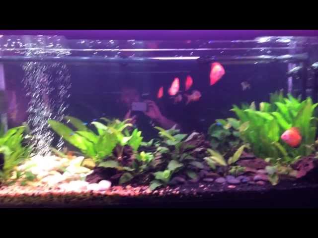 55 Gallon Discus Aquarium Walkthrough