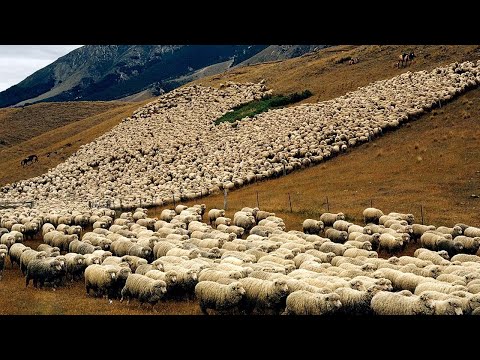 American Ranchers Raise Millions Of Animals IN THE DESERT This Way - Farming Documentary