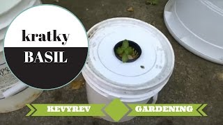 Hydroponic Basil Grow, Kratky Style