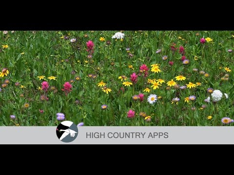 Flora of Yellowstone video