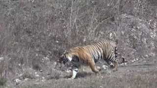 preview picture of video 'TIGER SHOW BANDHAVGARH NATIONAL PARK ,INDIA. VIDEO BY DR. KAPIL SONI 09 APR 2012'