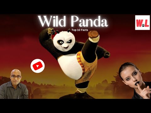 Top 10 Facts about Incredible wild Panda