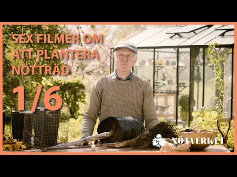 Plantera Nötträd - del 1 - Olika nötträd