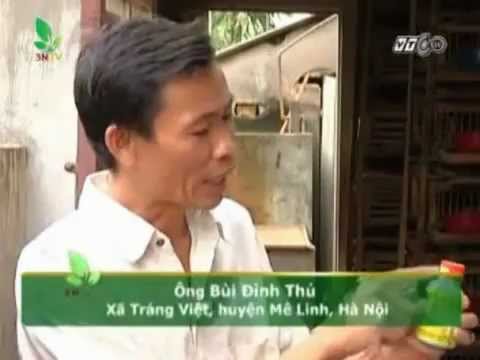 Chế Phẩm Sinh Học Vườn Sinh Thái Cho Chim Cút Đẻ