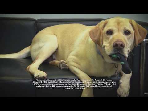 The risks for dogs that chew & swallow items - S1 Ep 4