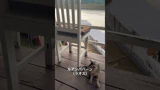 #海外一人旅 #travel #ラオス#ルアンパバーン