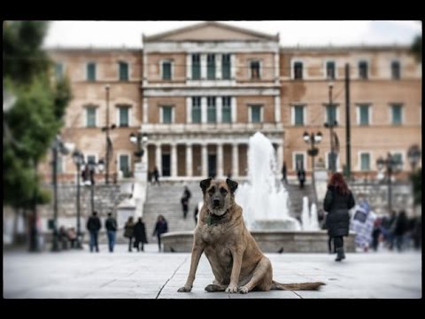 Vira-Latas de Atenas, cachorros de rua que sao fotogenicos