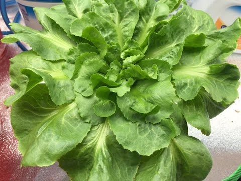 download lagu mp3 mp4 How Many Cups In One Head Of Romaine Lettuce, download lagu How Many Cups In One Head Of Romaine Lettuce gratis, unduh video klip How Many Cups In One Head Of Romaine Lettuce