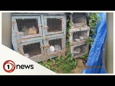 Hundreds of Christchurch rabbits being kept in cramped, unsanitary conditions