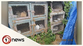Hundreds of Christchurch rabbits being kept in cramped, unsanitary conditions
