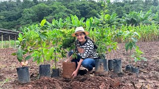 O melhor momento para plantar frutíferas e fazer receitas afetivas
