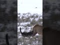 Wolf Chasing Elk In Lamar Valley Yellowstone Wildlife Wolves Yellowstone Animals Nature