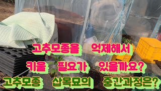 고추모종 억제해서 키울 필요가 있을까요?  삽목고추모종의 중간 과정은 어떻게 할까요?