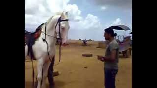 preview picture of video 'Beautiful White Horse in Mahabaleshwar'