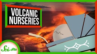 Active Volcanoes: The Perfect Egg Incubators