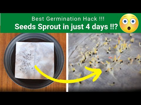 Best Seeds Germination Hack! Tissue Paper Method Seed Germination | TrustBasket