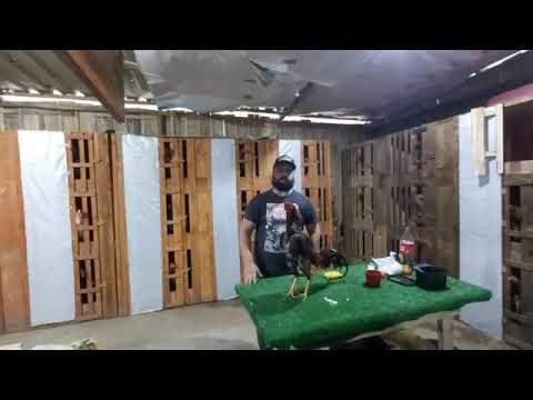 aprenda a fazer a massagem no galo de forma certa dica top do Robertson Queiroz