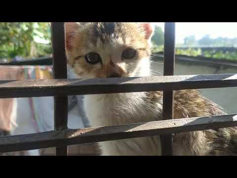 Ojasvi met kitten 🐈 first time || Pet animals #vlog #kitten #animals #cat