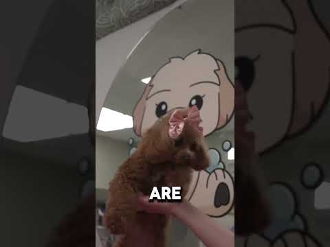 Toko Spa || Shaka Stars, Ep 8