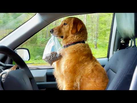 AFV's Funniest Dogs! 🐶 Best Puppy Fails